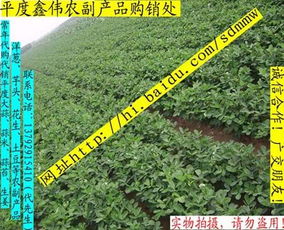 山东平度鑫伟农副产品购销处 花生品质与市场的桥梁